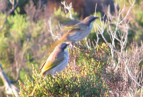 Altona honeyeaters 9May10
