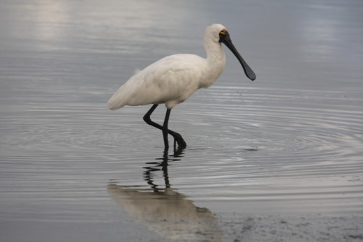 West Beach Royal Spoonbill